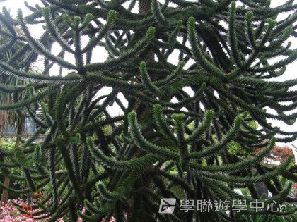 繽FUN遊學生活體驗之旅,學聯遊學團