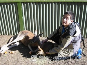 悉尼都會文化體驗遊學假期,學聯遊學團