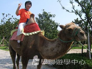 上海多元智能夏令營,學聯遊學團