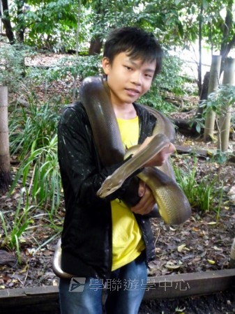 澳洲東岸體驗假期 (布里斯本、開恩茲),學聯遊學團