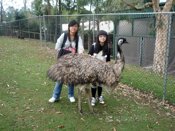 澳洲東岸體驗假期 (布里斯本、開恩茲),學聯遊學團
