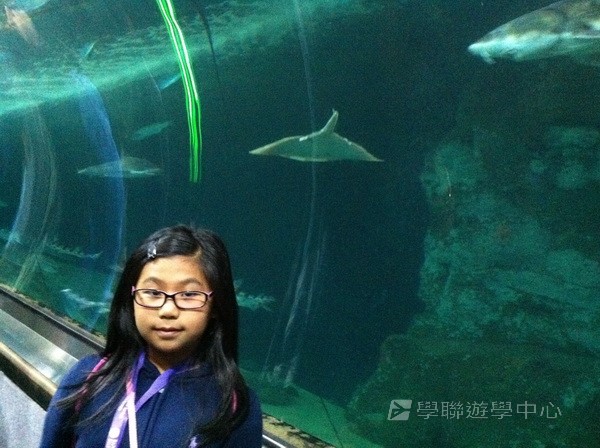 三藩市學術文化FREE體驗,學聯遊學團