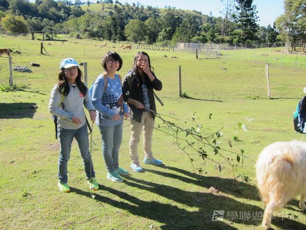 黃金海岸金色遊學假期,學聯遊學團
