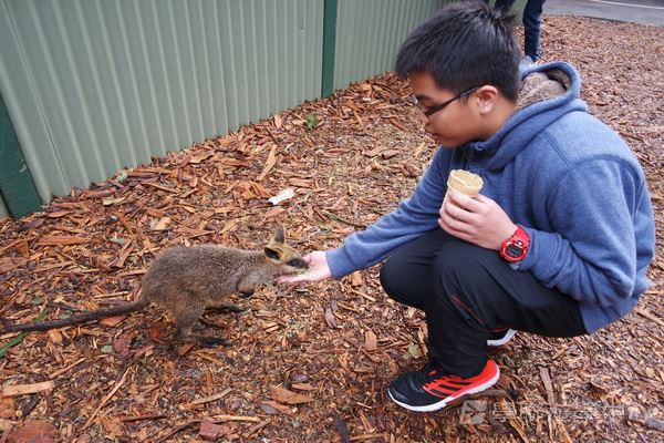 悉尼都會文化體驗遊學假期,學聯遊學團