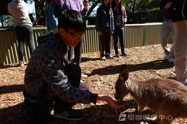 悉尼都會文化體驗遊學假期,學聯遊學團
