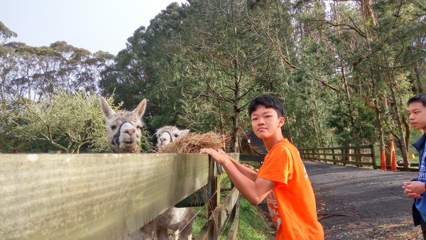 新西蘭農莊體驗之旅,學聯遊學團