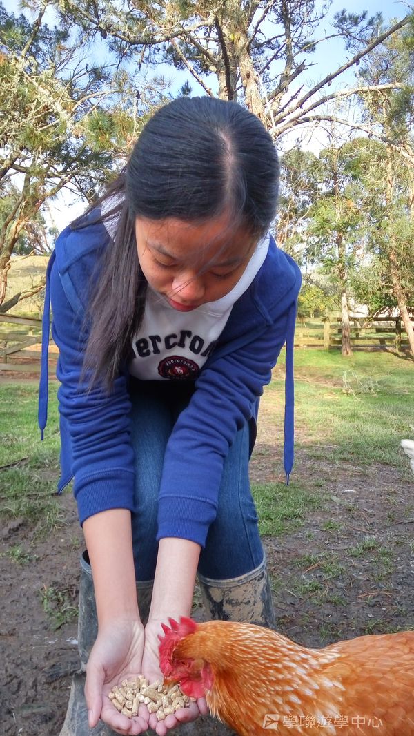 新西蘭農莊體驗之旅,學聯遊學團