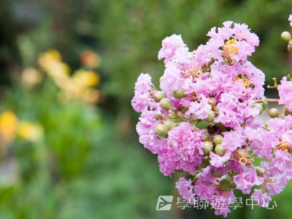 基地義工體驗營,學聯遊學團