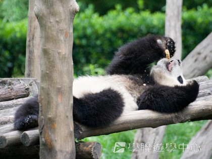 基地義工體驗營,學聯遊學團